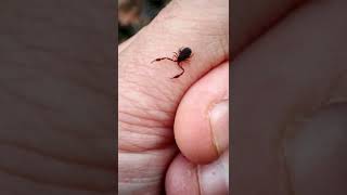 Ever seen a Pseudoscorpion shorts [upl. by Leschen941]