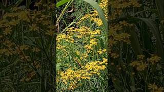 🌼Senecio brasiliensis Mariamole🌼Flor das almas Tasneirinha Canguçu em coressantacatarinabrasil [upl. by Ness977]