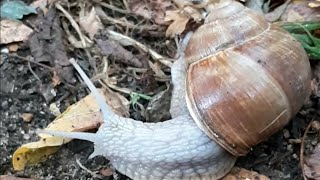 Helix pomatia  Roman snail  Escargot de Bourgogne 🐌 [upl. by Zarla]