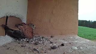 A kestrel nest on a window sill in the Vosges France  live stream from above [upl. by Augustina]