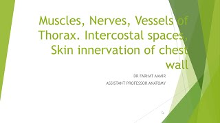 MUSCLES NERVES AND VESSELS OF THORAX [upl. by Divaj]