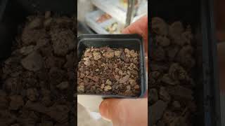 Substrate combination I use for Lithops and Conophytum and other Living stones [upl. by Iznyl600]