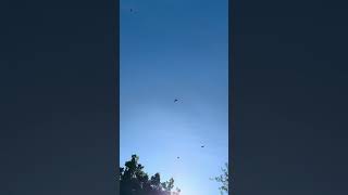 Lots of hawks above hawk hawktuah birds sky hungry circling soaring nature wildlife peace [upl. by Dorella]