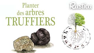 Planter un tilleul truffier [upl. by Trebron]