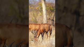 Hartebeest in Etosha National Park Namibia [upl. by Issie981]