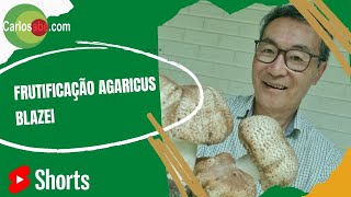 Frutificação Agaricus blazei [upl. by Rahman]