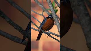 Cape RobinChat Gewone JanFredirek birdingphotography birding birdnerd krugernationalpark [upl. by Felske]