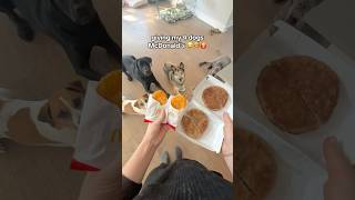 giving my 4 dogs McDonald’s 😂🍔🍟funnydogs dogasmr dogseating dogslife spoileddogs mcdonalds [upl. by Ahsilef]