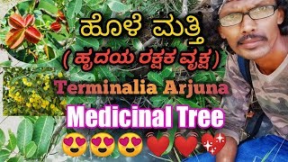 ಹೊಳೆ ಮತ್ತಿ ತೊರೆಮತ್ತಿ Terminalia Arjuna Arjuna Tree [upl. by Bethanne]