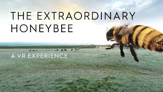 The Extraordinary Honey Bee  A 360 VR Experience  HäagenDazs® [upl. by Ardin]