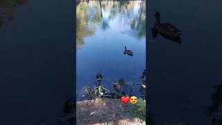 Laghetto San Giorgio a Liri🦆🐦🦢 [upl. by Egrog]