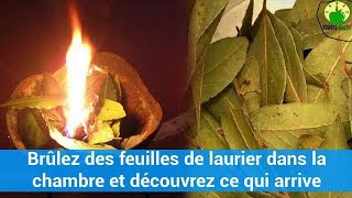 Brûlez des feuilles de laurier dans la chambre et découvrez ce qui arrivevidéosanté c0ns3ils [upl. by Lecirg]