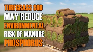 Turfgrass Sod and Manure Phosphorus [upl. by Yuma]