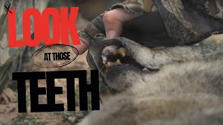 Craziest Teeth on a Coyote Hunting Coyotes in the Super Moon [upl. by Gensmer808]