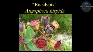 Eucalyptus ID  Angophora hispida Dwarf Apple [upl. by Sivram]