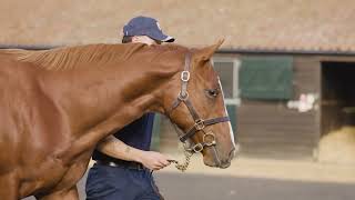 Looking ahead to the Tattersalls Book 1 Yearling Sale [upl. by Adirf467]