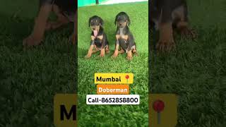 Doberman puppies available for sale in mumbai call8652858800 mumbai pets doberman [upl. by Tennek]