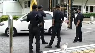 Policía acariciando un gato con música del Mario Bros [upl. by Bubalo558]