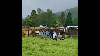 Duck Herding at the Scottish Wool Centre Aberfoyle [upl. by Acemat]