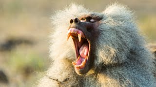 Baboon Troops Clash Over Territory  Life  BBC Earth [upl. by Hsital623]