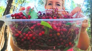 CONNECTING WITH NATURE Forraging and making choke cherry and rose hip jam Kootenai Falls Montana [upl. by Nnaes890]