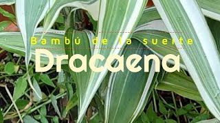 Bambú de la suerte Dracaena Sanderiana  Dracena Cuidados 🌱 eljardindechelita [upl. by Gibbon]