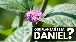 QUE PLANTA É ESSA DANIEL Melissa [upl. by Allemahs]