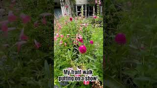 Salvia coccinea is really putting on a show on my front walk but terflygarden [upl. by Nicolais669]