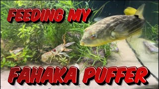 Feeding My Fahaka Puffer [upl. by Aubree]