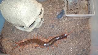 Monster centipede eats a mouse [upl. by Dreda]