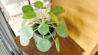 Pilea Peperomioides Plant Growth Update and Propagation [upl. by Atteiluj]