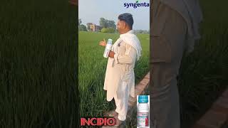 SYNGENTA INCIPIO  INSECTICIDE [upl. by Anet]