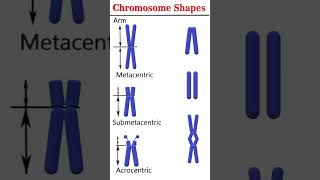 Chromosome shapes cytogenetics [upl. by Yehus792]