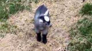 BOUNCING BABY PYGMY GOAT 608 [upl. by Georges538]