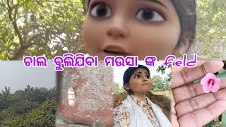 ଆଜି ଆମେ ଯାଇଥିଲୁ ମଉସା ଙ୍କ field ବୁଲି।। odiavlog odiadailylifevlogodiavideo rimavlog viralvideo [upl. by Kary563]