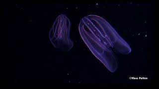 Bioluminescence in Jellyfish [upl. by Argus]