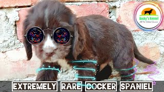 Extremely RARE  Cocker Spaniel Chocolate Coat  Chocolate American Cocker Spaniels  BoskysKennel [upl. by Dareg]