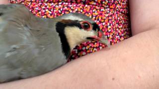 Pet Chukar [upl. by Kinney]