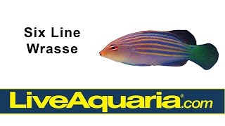 Six Line Wrasse Pseudocheilinus hexataenia  LiveAquariacom [upl. by Rettig]