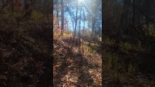 Discovered an ancient sunken trail remnant of the Natchez Trace [upl. by Noerb]