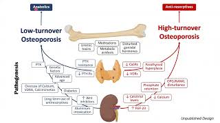 Management of Osteoporosis in CKD [upl. by Vincents453]