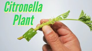 How to Grow Citronella Plants [upl. by Leoline]