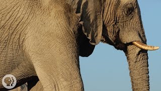 How Elephants ListenWith Their Feet  Deep Look [upl. by Yelda]