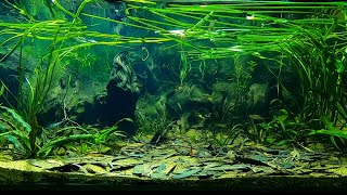 Weipa North Queensland Biotope Aquarium Threadfin Rainbows and Spotted Blueeyes [upl. by Nylde]