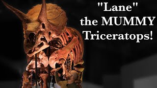 How Lane the quotmummyquot Triceratops completely changed what we know about dinosaurs [upl. by Nomzed]