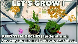 REED STEM EPIDENDRUM ORCHIDS How to grow in soil and other care tips [upl. by Irab]