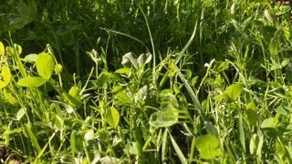 Soil Fertility Cover Crop And Comfrey Transplant Update [upl. by Heymann]