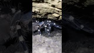 Acanthoscurria Geniculata acanthoscurria spider tarantula shorts ExoticsLair [upl. by Phipps]