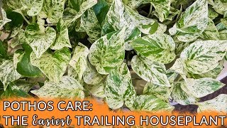 Pothos Care The Easiest Trailing Houseplant  Joy Us Garden [upl. by Gamal]