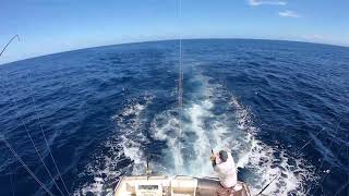 Striped marlin live switch   Bermagui Marlin Fishing  Head Hunter Charters [upl. by Llehcsreh313]